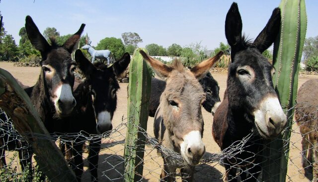 Feria del Burro