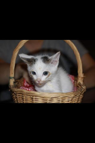 The day I met my kitten "Blue"