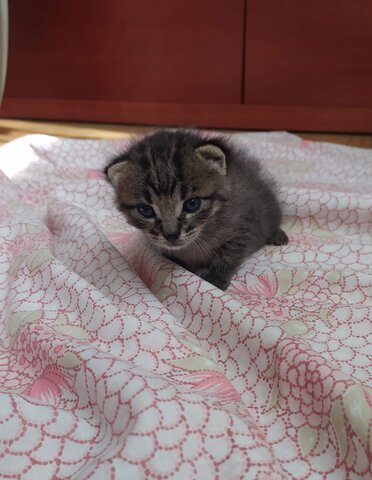 NAIXEMENT DEL MEU GAT