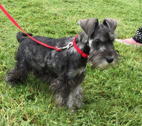 Un nou membre a la familia