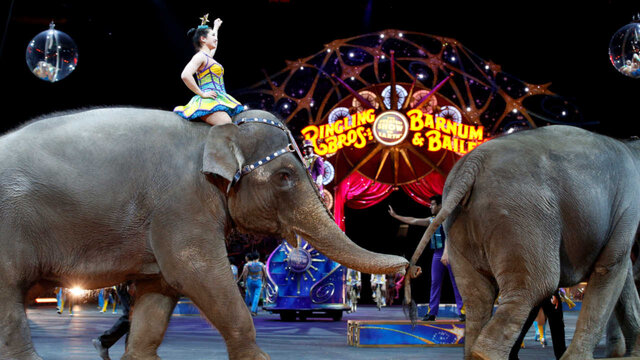 Merging of Ringling Bros. and Barnum & Bailey circuses