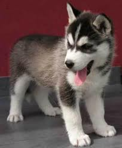 I am getting a new dog! it is a husky