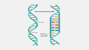 Descubrimiento estructura doble hélice del ADN