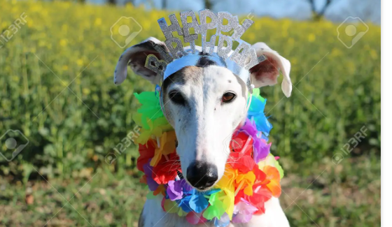 aniversari de la meva gossa