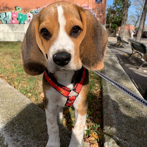 Compro el meu gos Tayron