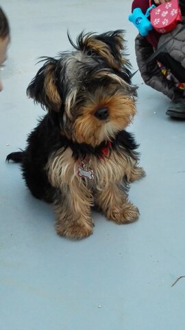 Arriba el meu gos Chase a casa