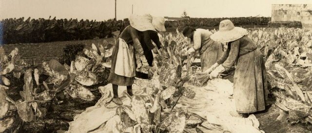 La agricultura de exportación obtiene grandes beneficios