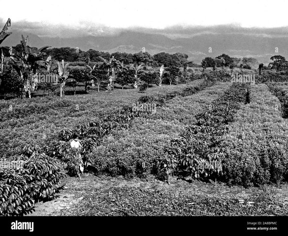 Aumento de la superficie cultivada