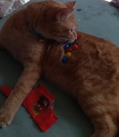 Got the first family pet