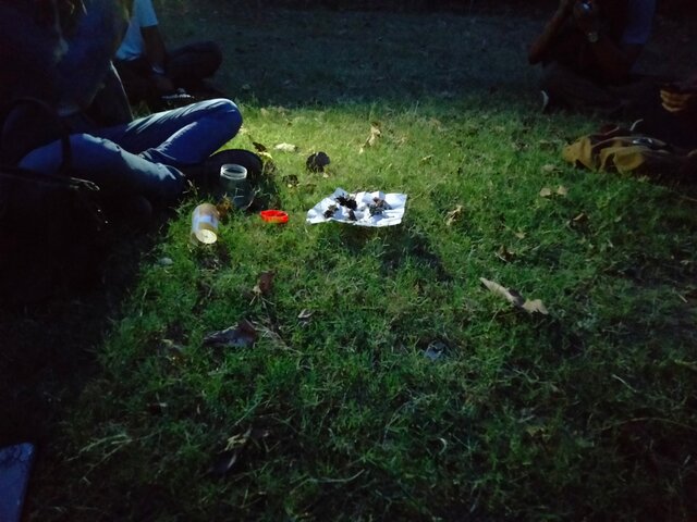 5/ first draft : to wander.