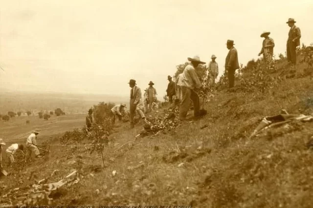 Bosque artificial de eucalipto, pinos y cedros