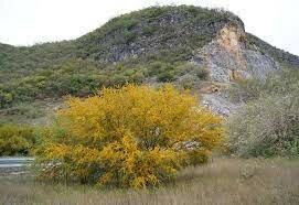 "Cerro de los Huizaches"