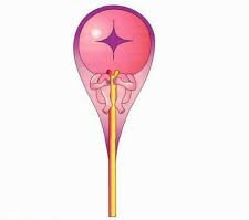 Se crean los primeros microscopios