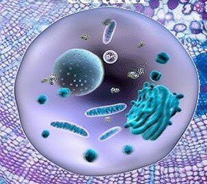 4.1 Estudio de las Células