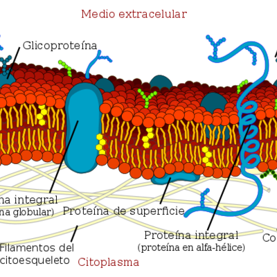 Timeline: Evolución de la teoría de membrana