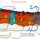 1024px cell membrane detailed diagram es.svg