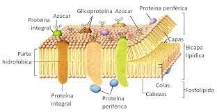 Modelo de membrana con una bicapa lipídica
