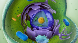 Timeline: Principales acontecimientos de la Biologìa Celular