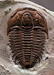 Trilobites