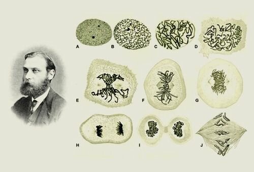 Importantes avances en Citología