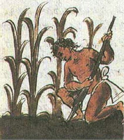 Agricultura mesoamericana