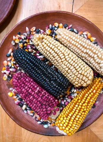 El maíz