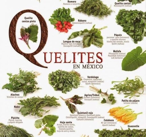 Quelites