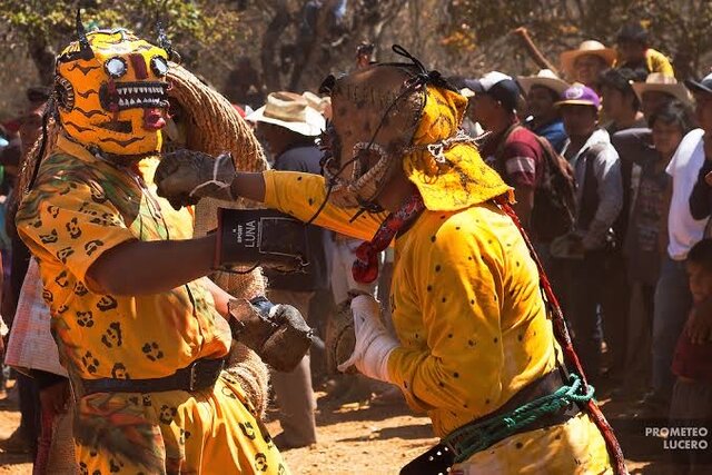 Pelea de tigres