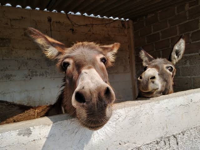 Feria del burro