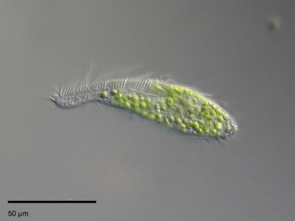 Primeras vidas pluricelulares