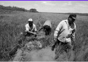 Nace la Economía Social en Perú