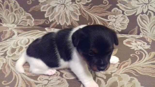 Поява собаки Лорда