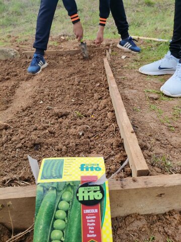 SIEMBRA DE GUISANTES