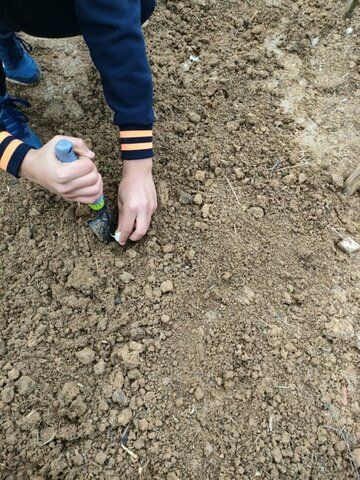 SIEMBRA DE CEBOLLAS Y AJOS