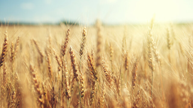 Mezőgazdasági termelési válság