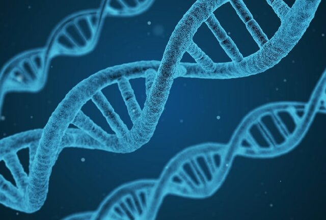 Publica els estudis de transmissió genètica.