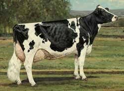 Holstein