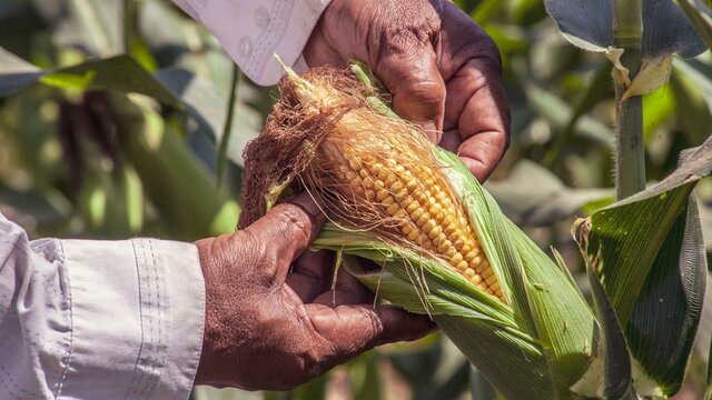 Defensa del Maíz Nativo