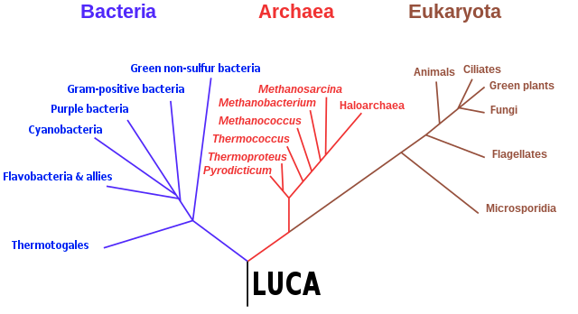 LUCA (Longest Unknown Common Ancestor) (4000 millones de años)