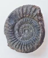 Ammonite (400 - 65 millones de años)