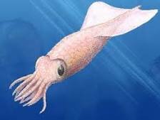 Belemnites (200-65 millones de años)