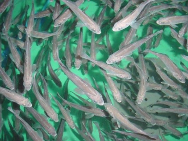 Modificación acuicultura