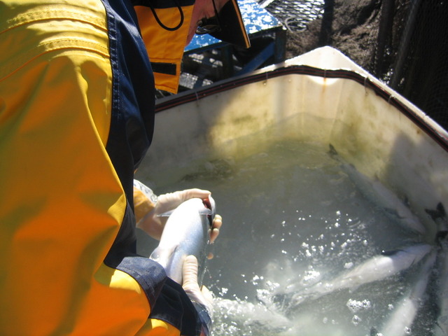 Nueva modificación Acuicultura