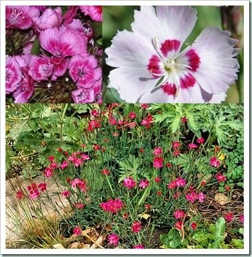 La primera planta hibrida