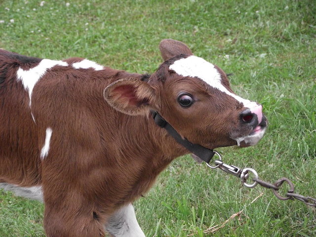 Started Raising Calves