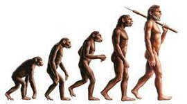 Timeline: La evolución humana