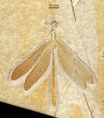 Paleozoico Devoniano (419,2 milhões de anos atrás até 358,9 milhões de anos atrás)