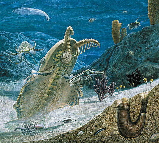 PALEOZOICA CAMBRIANO