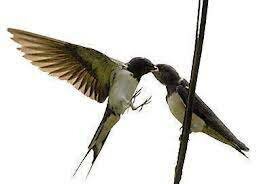 Gustavo Adolfo Bécquer, Rima LIII ("Volverán las oscuras golondrinas")