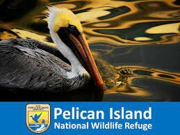 Pelican island